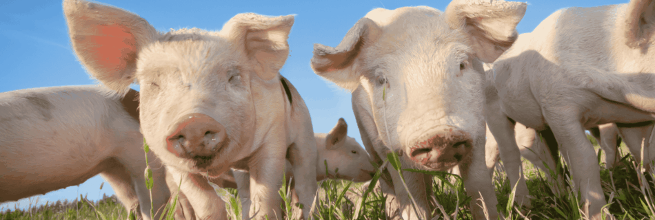 Schweine in der Natur