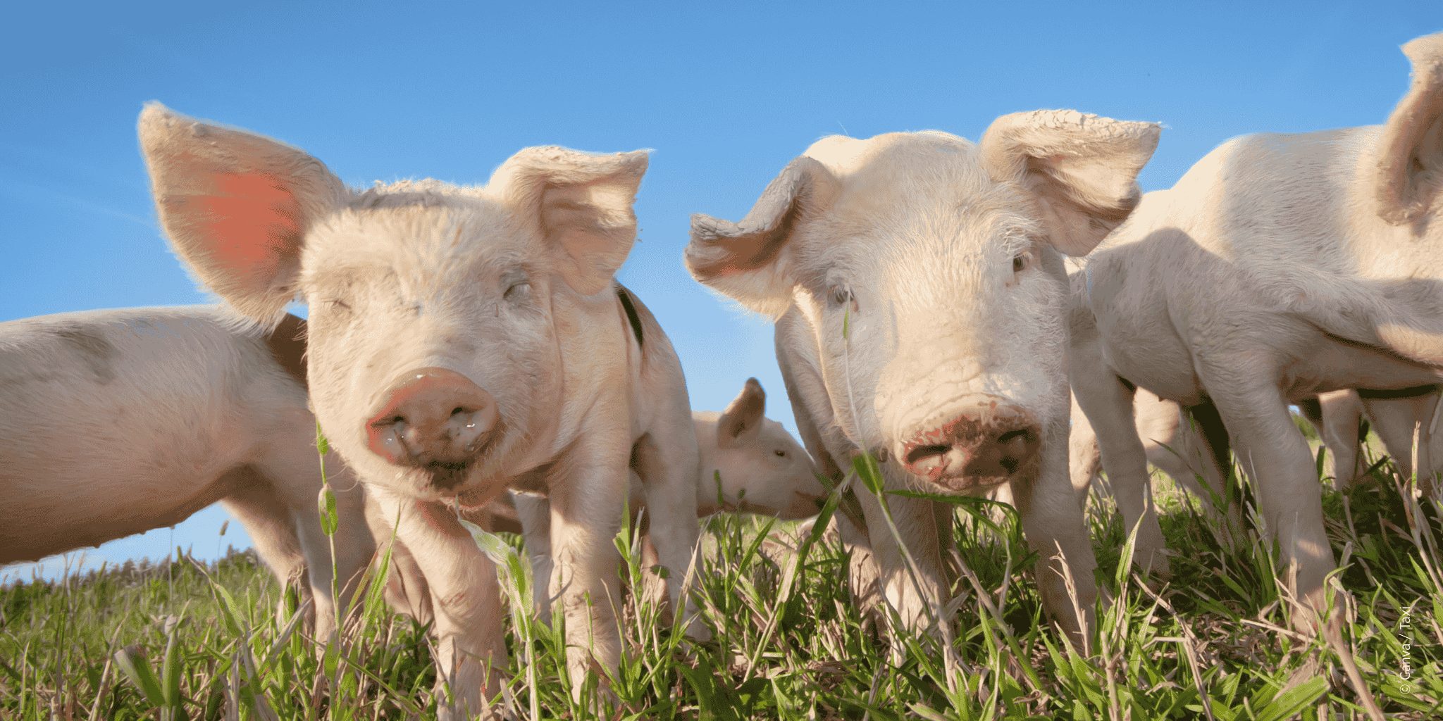 Schweine in der Natur