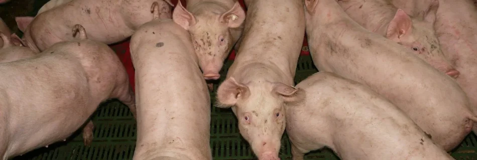 Schweine, die nicht tier- und artfreundlich gehalten werden
