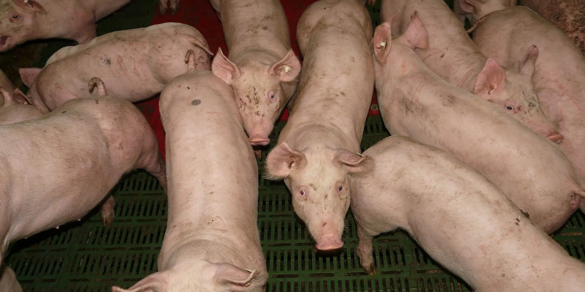 Schweine, die nicht tier- und artfreundlich gehalten werden