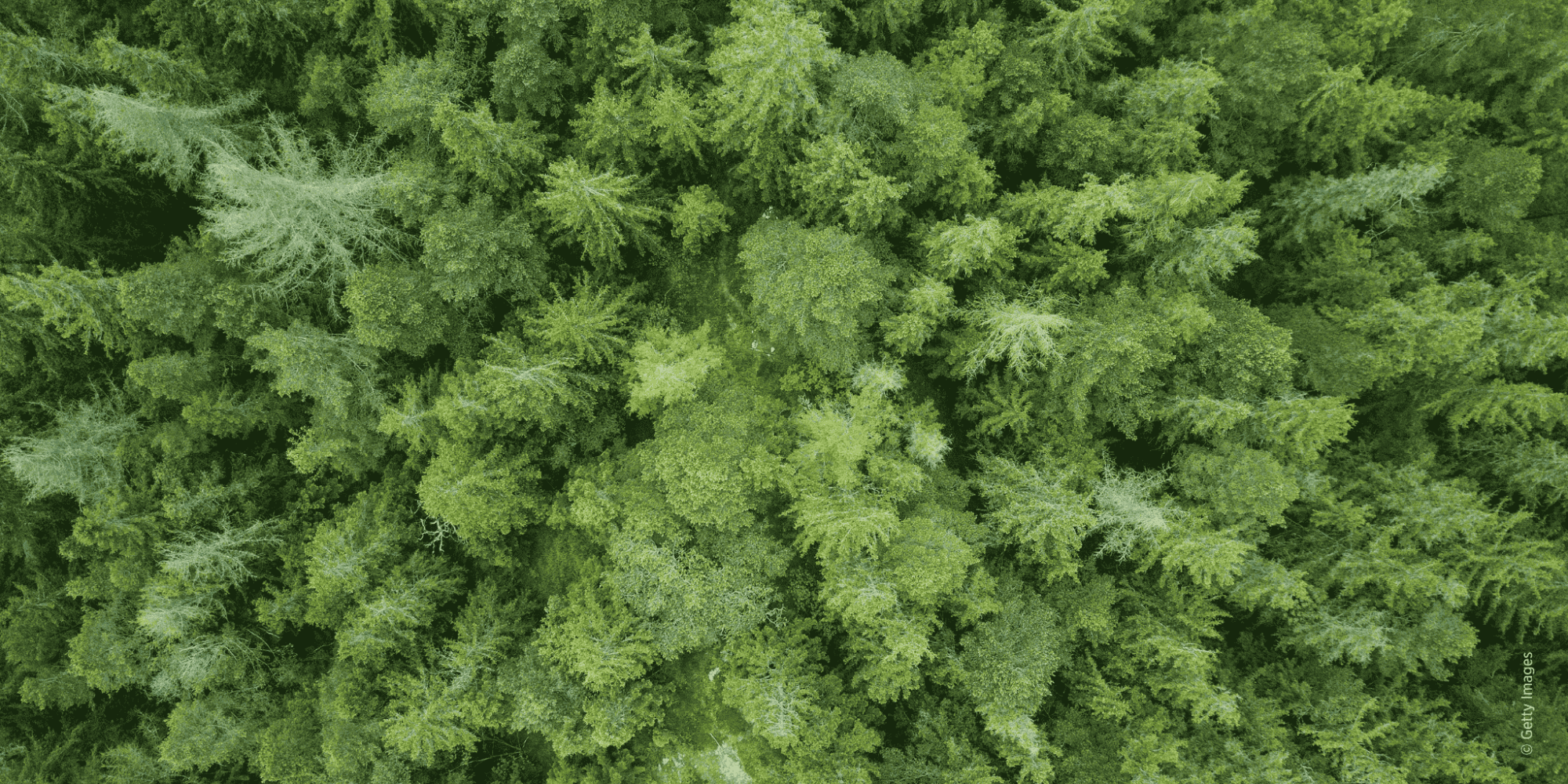 Luftaufnahme eines alpinen Waldes, Steiermark, Österreich