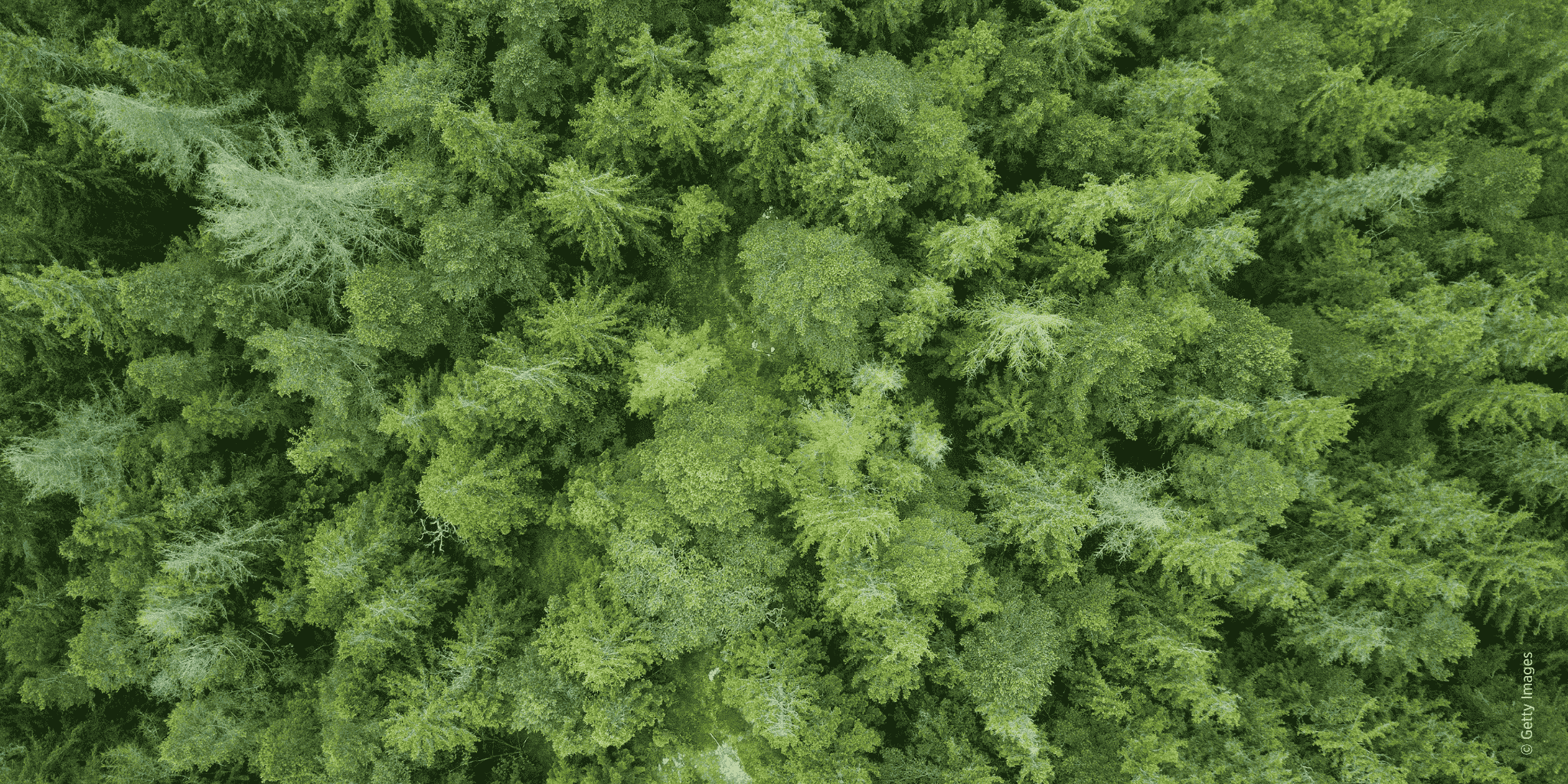 Klimafitter Wald braucht klare Regeln – Wir brauchen eine Jagdgesetz-Reform