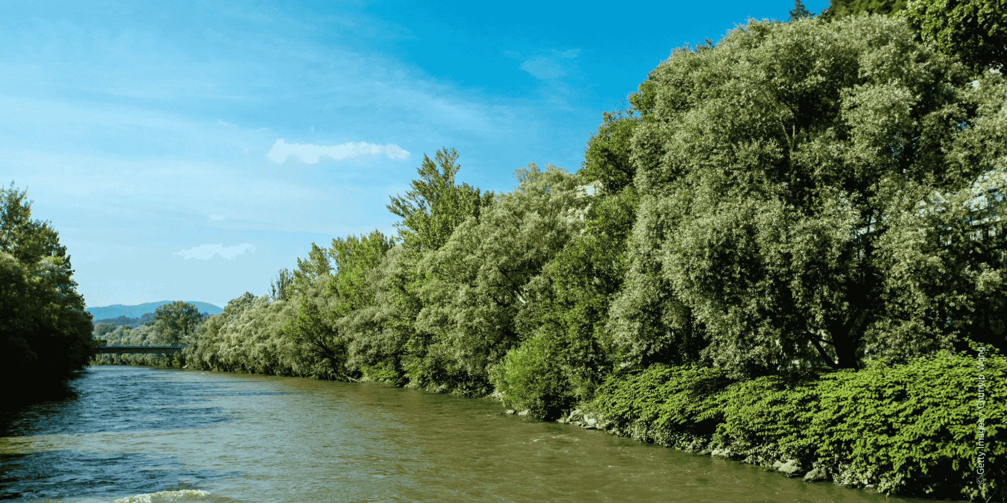 Freifließender Abschnitt der Mur als wertvoller Lebensraum für Tier- und Pflanzenarten