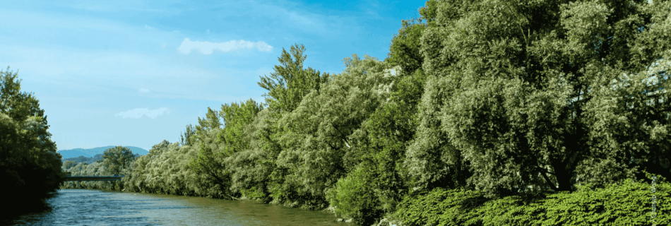 Freifließender Abschnitt der Mur als wertvoller Lebensraum für Tier- und Pflanzenarten