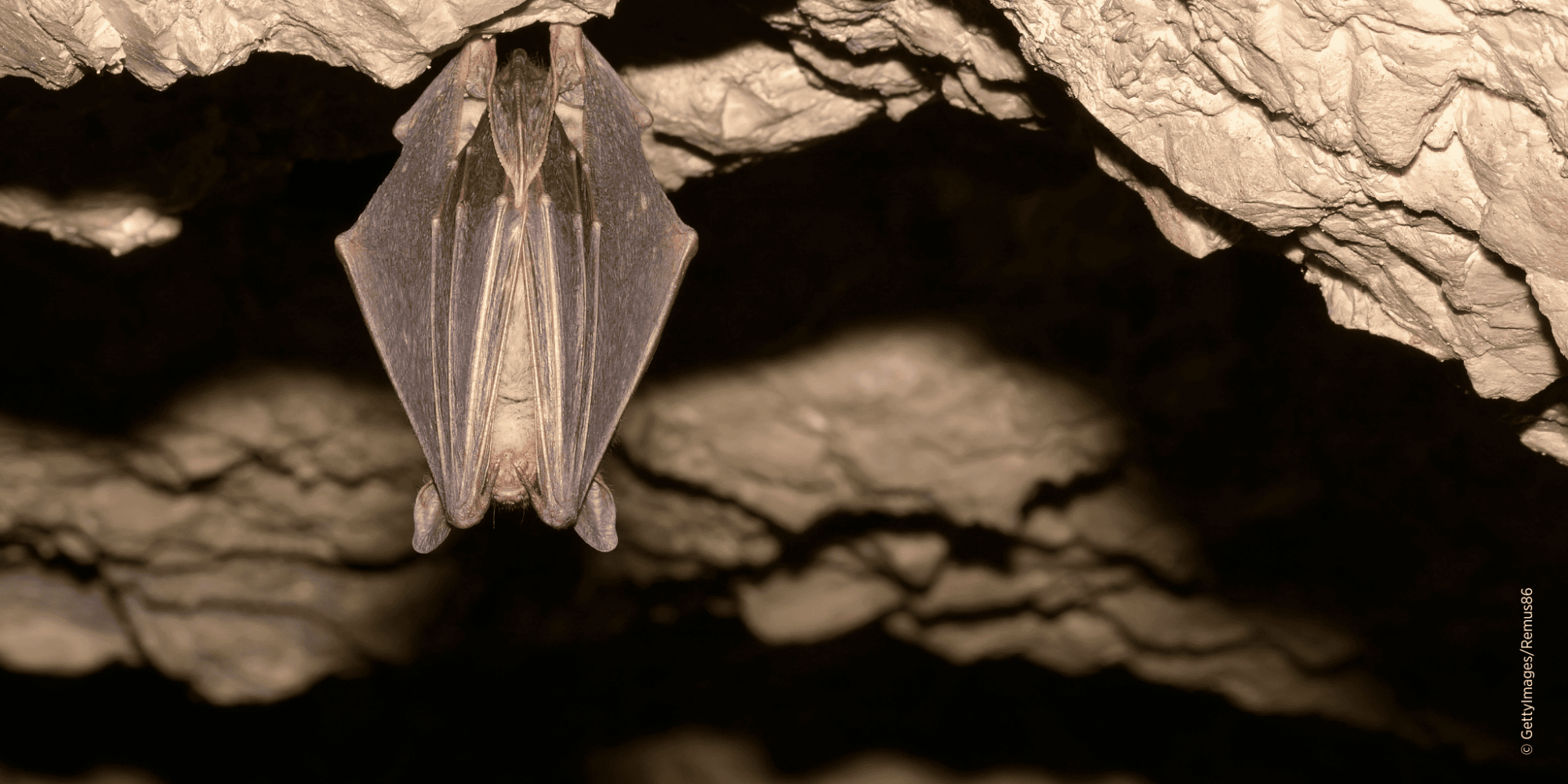 Fledermaus in ihrem natürlichen Unterschlupf