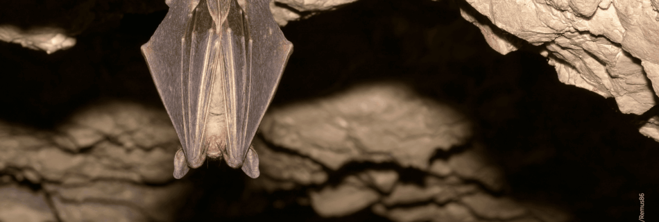 Fledermaus in ihrem natürlichen Unterschlupf