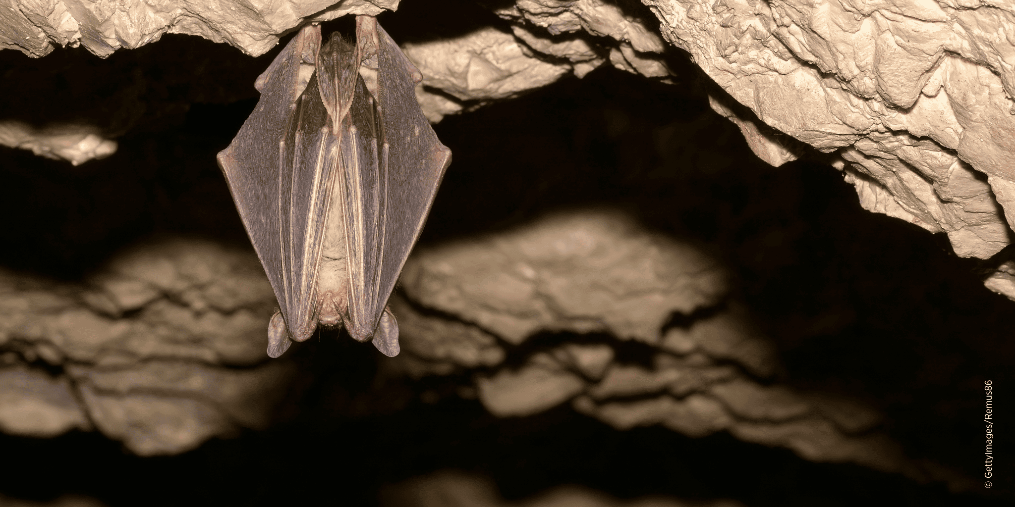 Fledermaus in ihrem natürlichen Unterschlupf