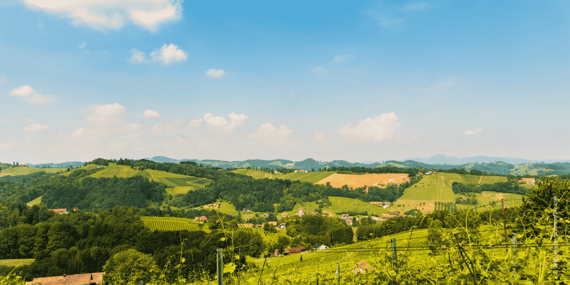 Weinberge in der Südsteiermark bei Leibnitz mit Blick über die Hügellandschaft der Region