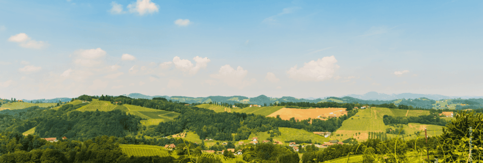 Weinberge in der Südsteiermark bei Leibnitz mit Blick über die Hügellandschaft der Region