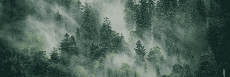 Wald mit Rauchschwaden durch Waldbrand
