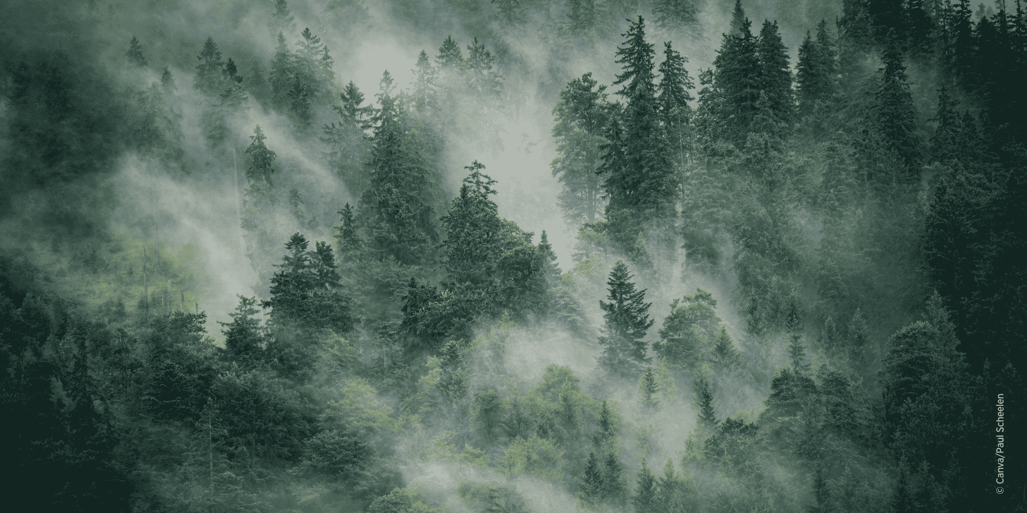 Wald mit Rauchschwaden durch Waldbrand