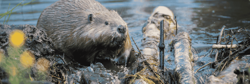 Biber am Gewässer als Symbol für Artenschutz