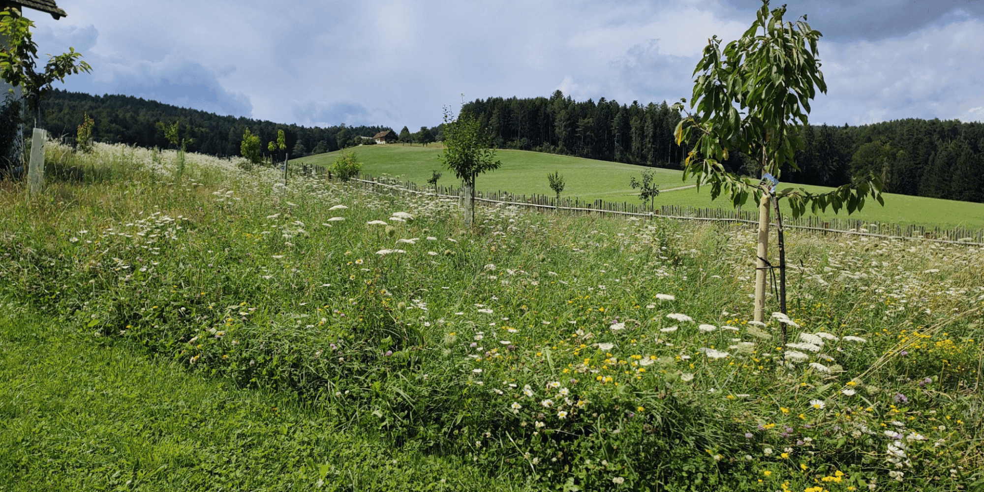 Pircherhof in Pöllau: naturnahe Kreislaufwirtschaft mit Streuobst, Hecken und Naturbadeteich