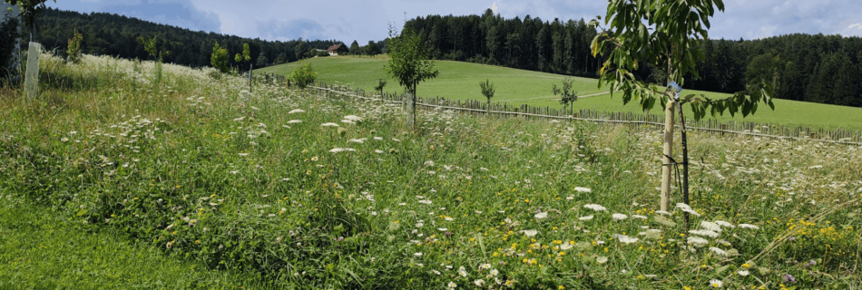 Pircherhof in Pöllau: naturnahe Kreislaufwirtschaft mit Streuobst, Hecken und Naturbadeteich