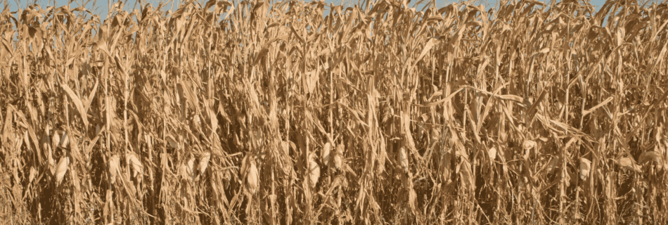 Trockenes Maisfeld und Wiese als Symbol für extreme Hitze und Trockenheit in der Steiermark